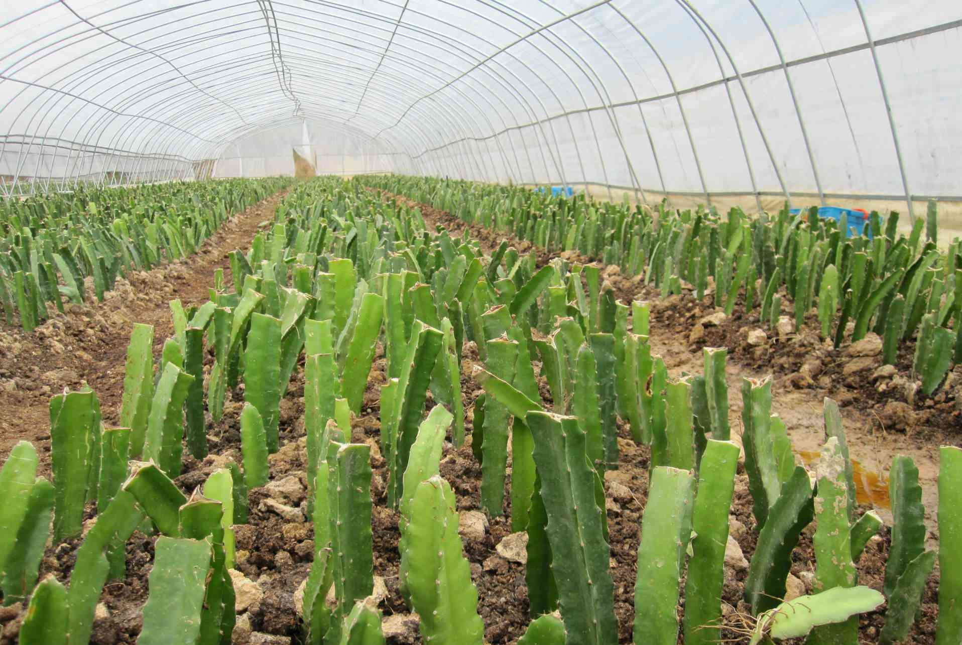 红心火龙果树苗盆栽带根南方种植 红肉火龙果苗地栽有根当年结.