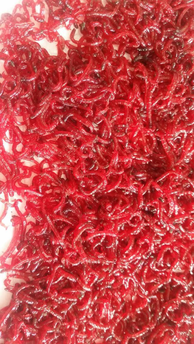 天津红虫新鲜特大号 新鲜小号公虫母虫出来了 快快抢购了 亲