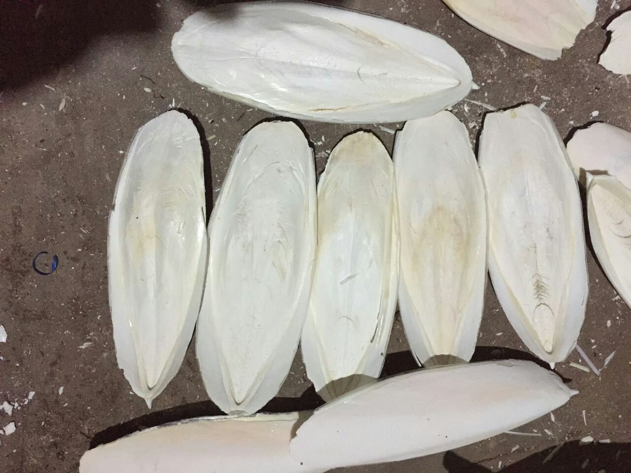 中药材批发 乌贼骨 海螵蛸 墨鱼骨