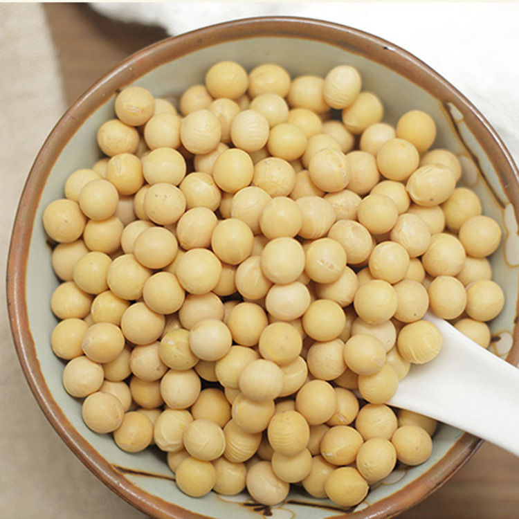 出口黄豆_出口黄豆供应商_出口黄豆批发市场