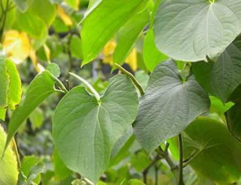 金康泰生物卡瓦提取物101卡瓦内酯卡瓦粉现货包邮