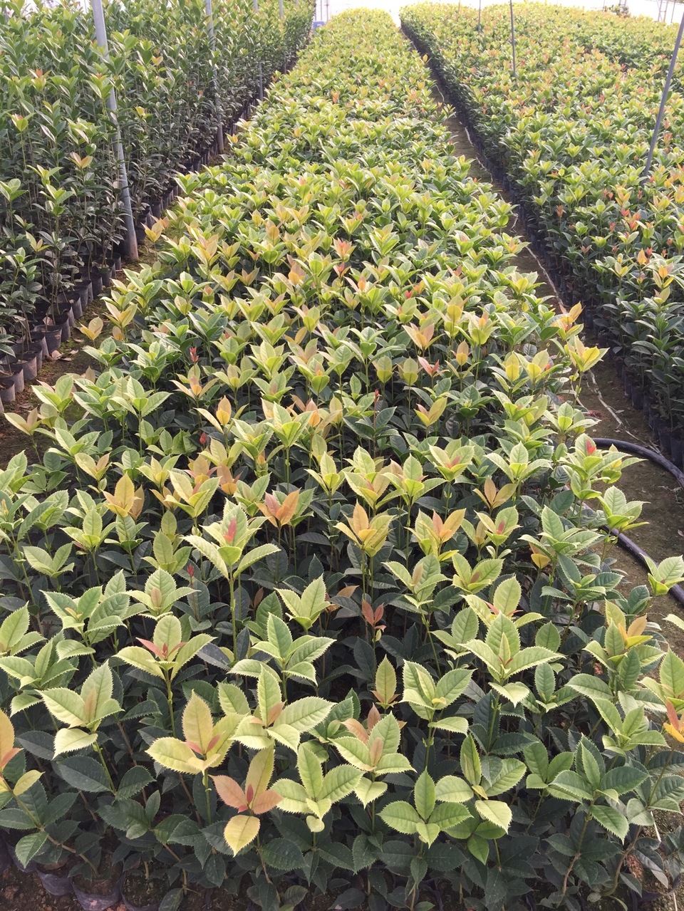 批发 珍贵品种 珍珠彩叶桂又名五彩桂 高度20到40 绿植基地直销-乔木