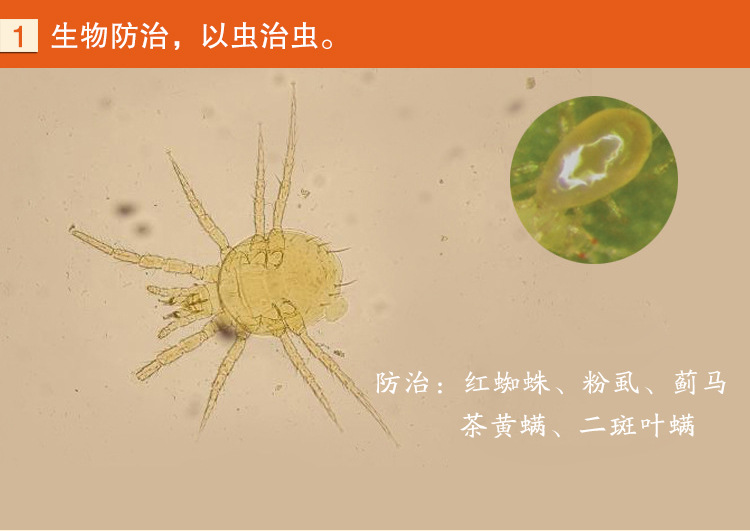 捕食螨 生物防治 以虫治虫
