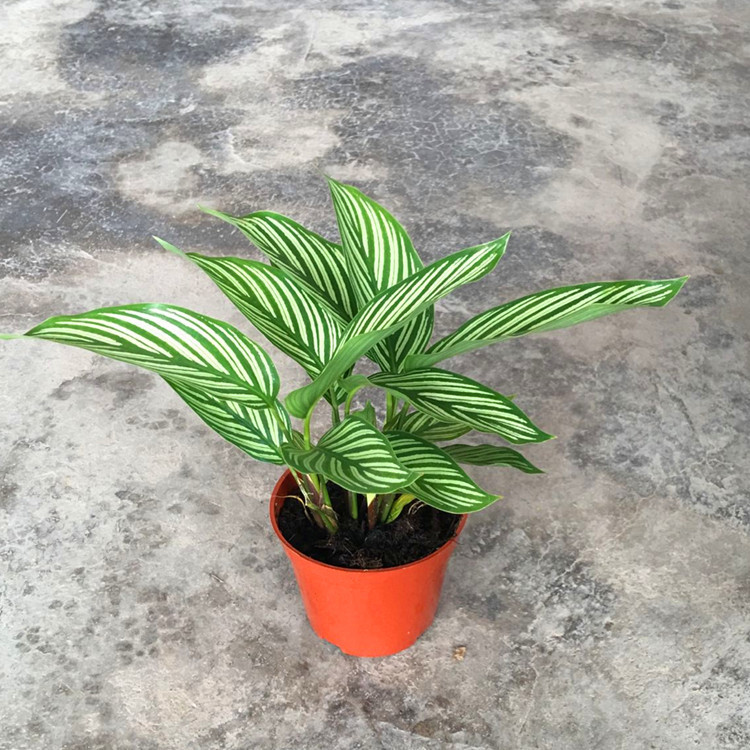 【基地直供】批发室内观赏绿植 90青纹竹芋 迷你花卉绿植小盆栽