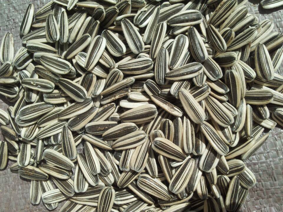 山西产地直销三道眉 葵花籽葵花子生瓜籽鸟食瓜子