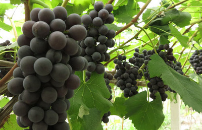 香悦葡萄 新鲜葡萄 美味可口 入口甘甜