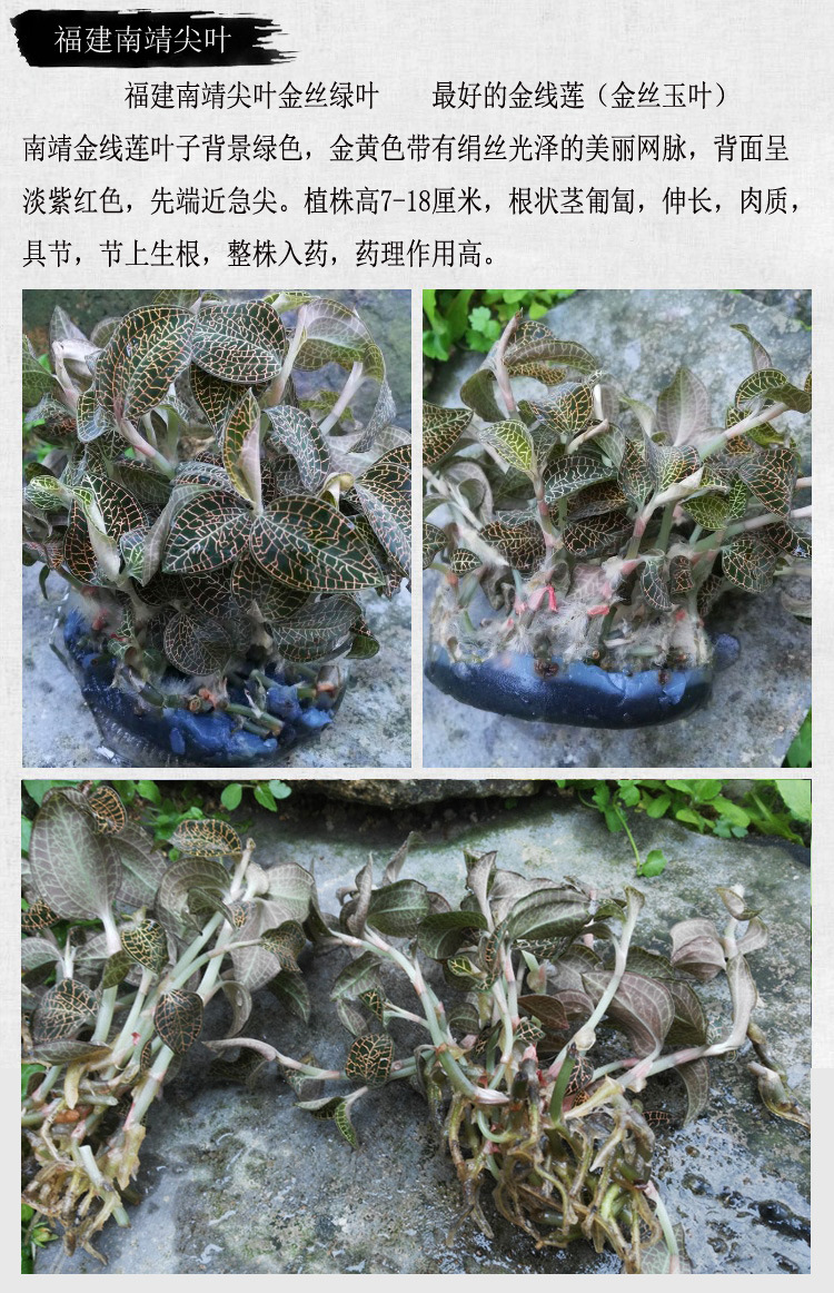 金线莲 苗种苗瓶苗壮种植福建南靖尖叶品种红霞台湾大叶圆叶盆栽