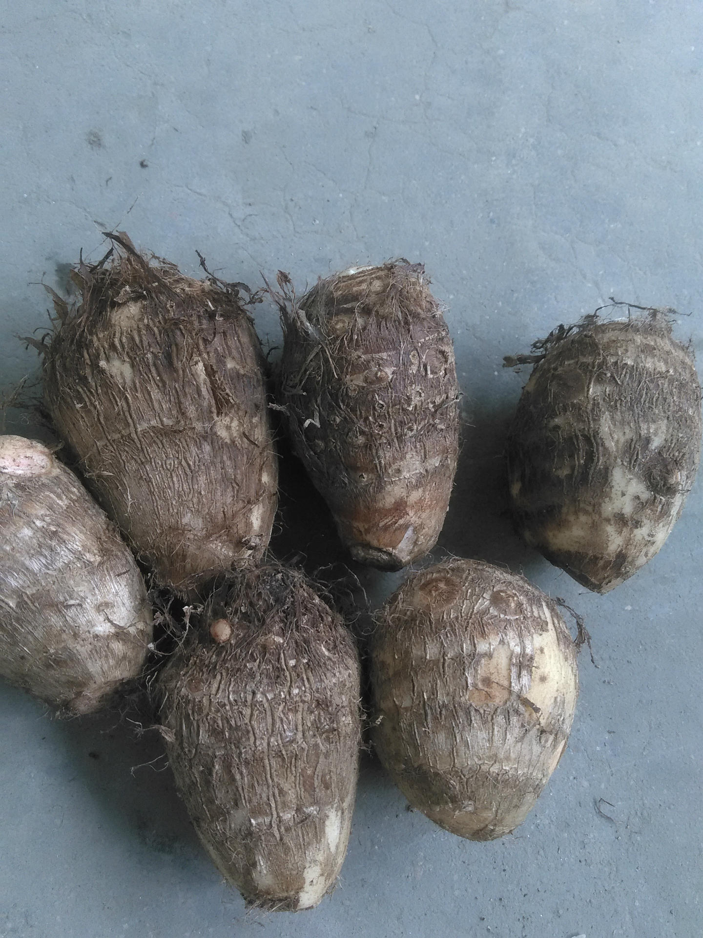 山东厂家直销保鲜出口级毛芋头农家种植无公害无残留不包邮