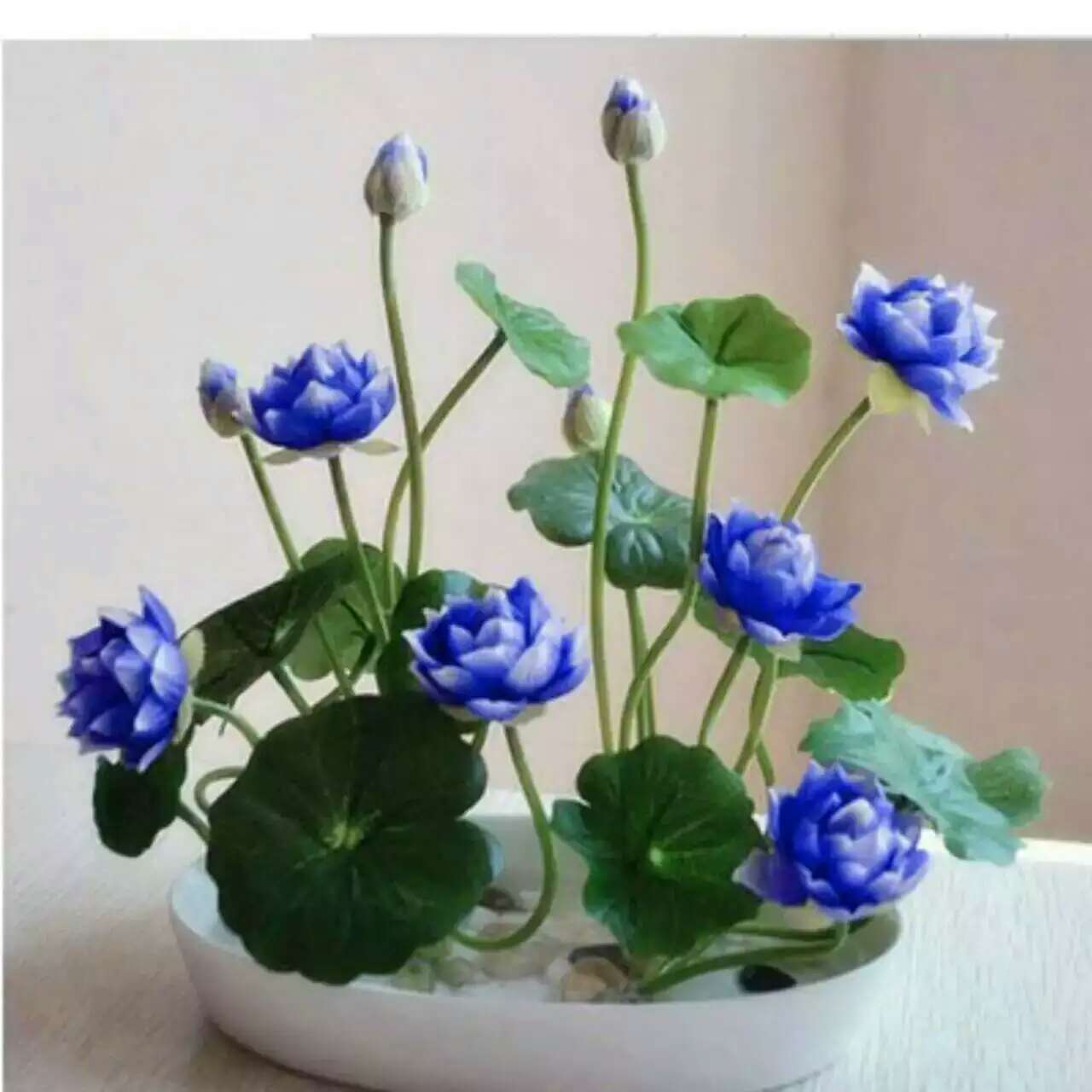 四季碗莲跑江湖地摊热卖新产品包邮送花盆包教卖货技巧