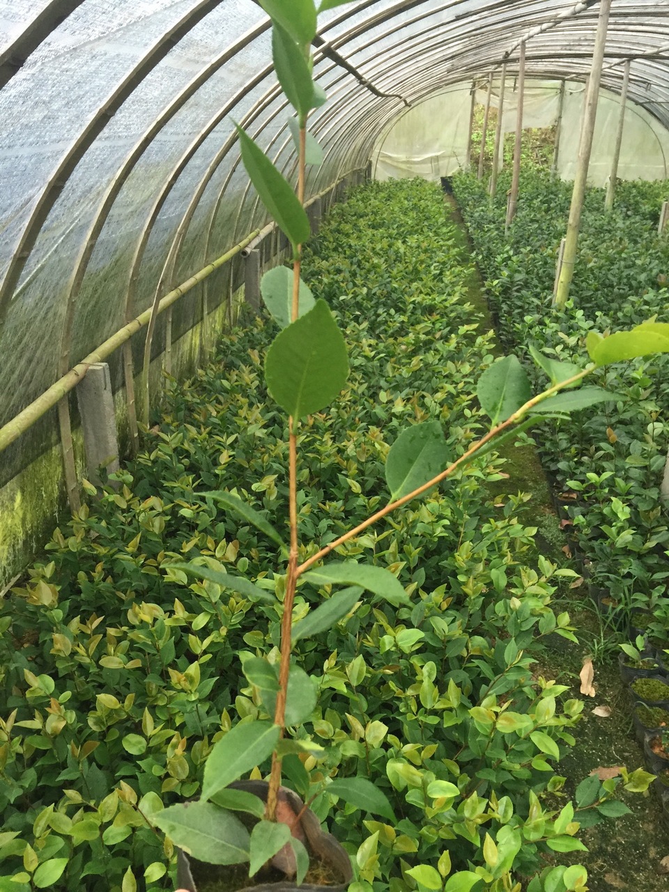 东方红基地批发 千里香小苗 烈香盆栽茶花苗 三年苗绿植庭院盆栽