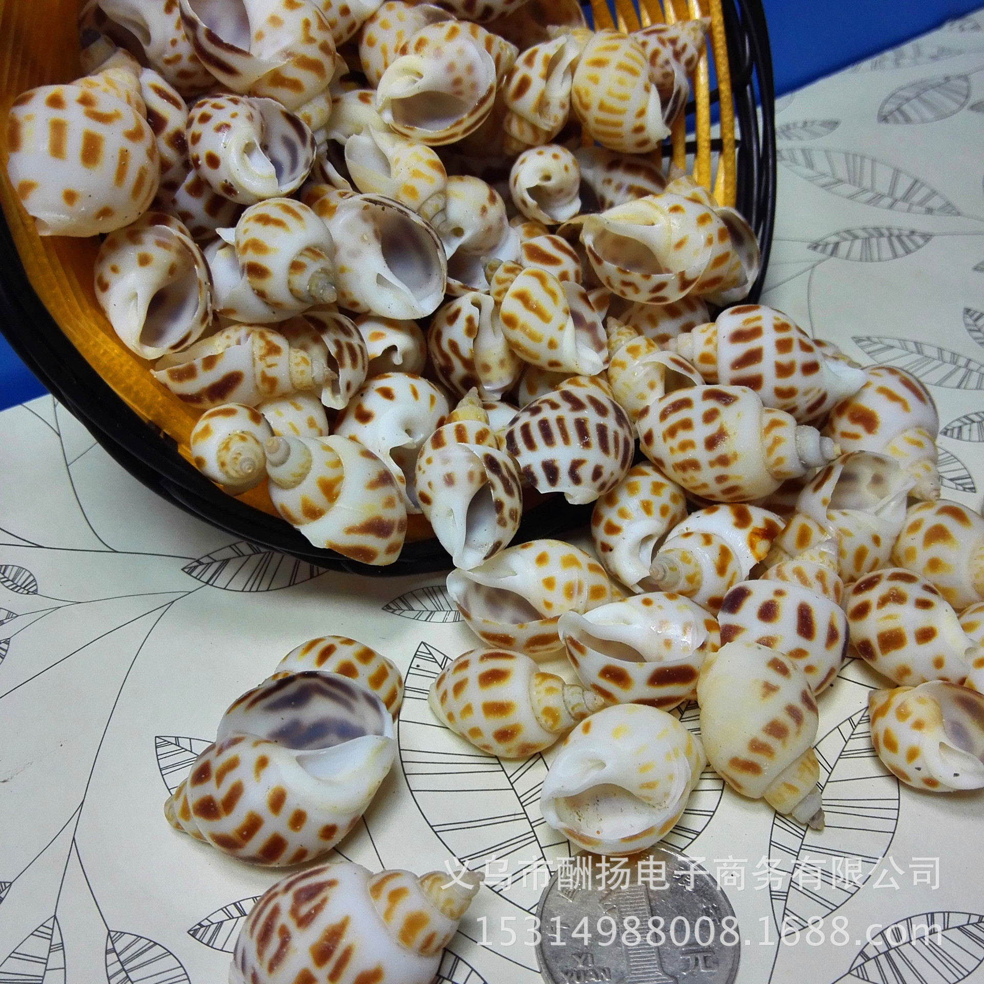 花点螺东风螺壳 天然海螺贝壳鱼缸diy海洋玻璃瓶材料小海星微景观