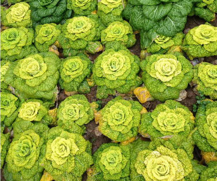 蔬菜种子黄心乌塌菜 黄金屋 阳台种菜 白菜种子 耐寒 易种