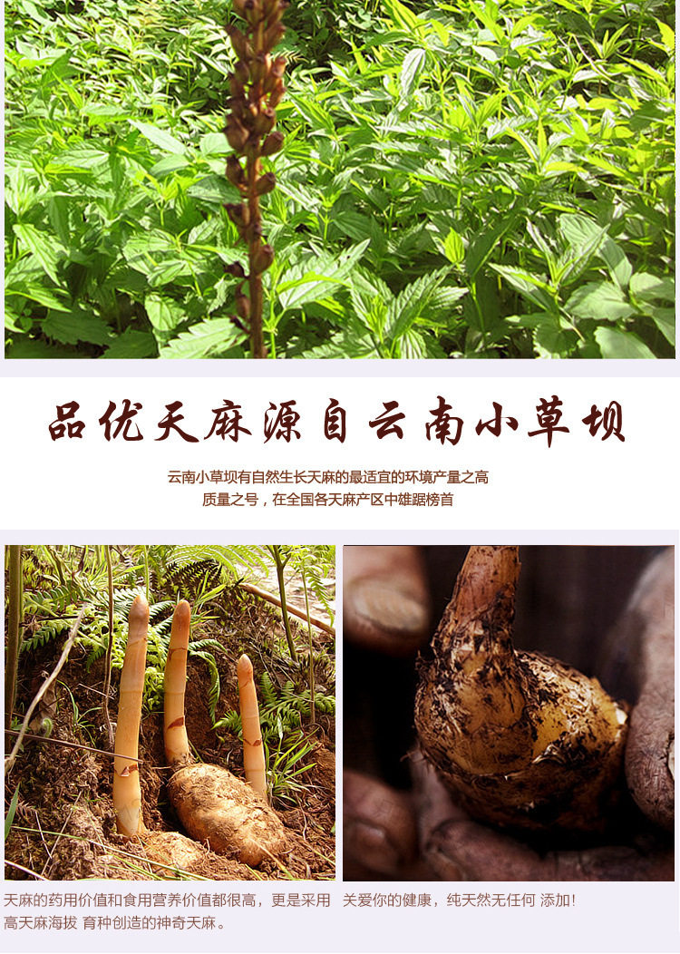 批发正宗云南昭通小草坝天麻 优质天麻 无硫昭通天麻大货直销