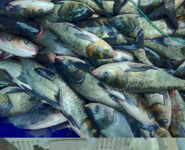 孚鸿浩水产 热销淡水鱼类鳙鱼 鱼苗 物美价廉 量大价优 - 养殖批发网