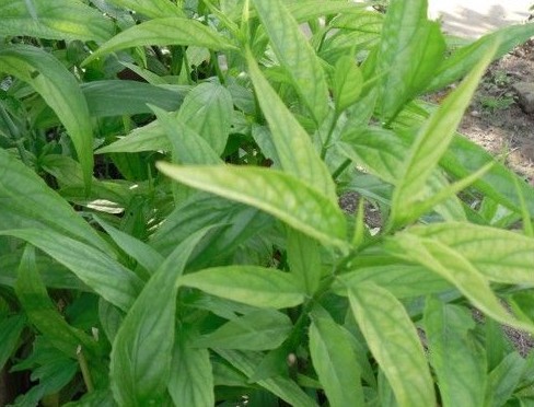 忧遁草提取物 20:1 忧遁草粉 沙巴蛇草提取物 忧遁草