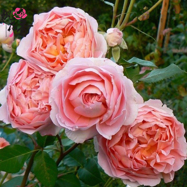 欧月拉罕亚伯 进口奥斯汀经典浓香盆栽庭院