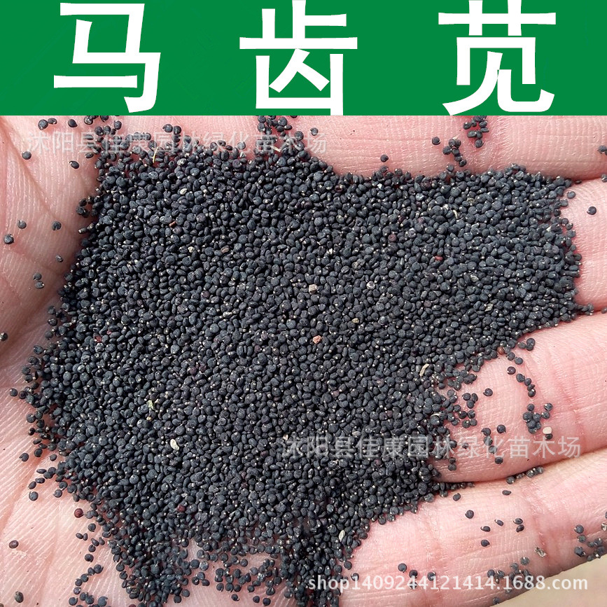 草花种子 马齿苋种子 马齿菜 花卉种子 1件=1斤