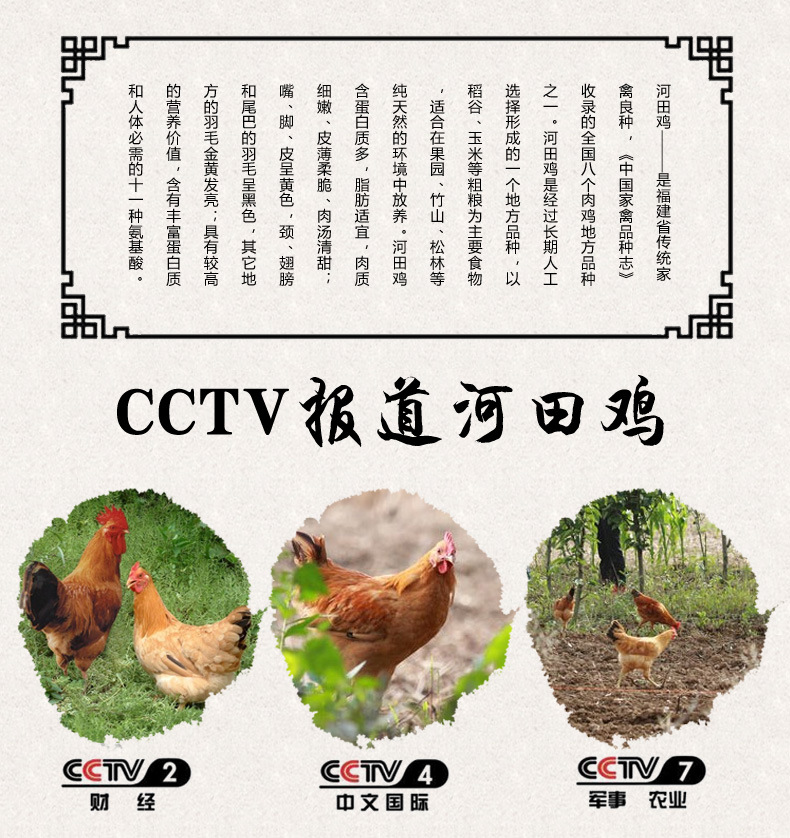 利贞乌鸡 河田鸡 永定散养鸡 家禽 膳食 阉鸡 客家鸡
