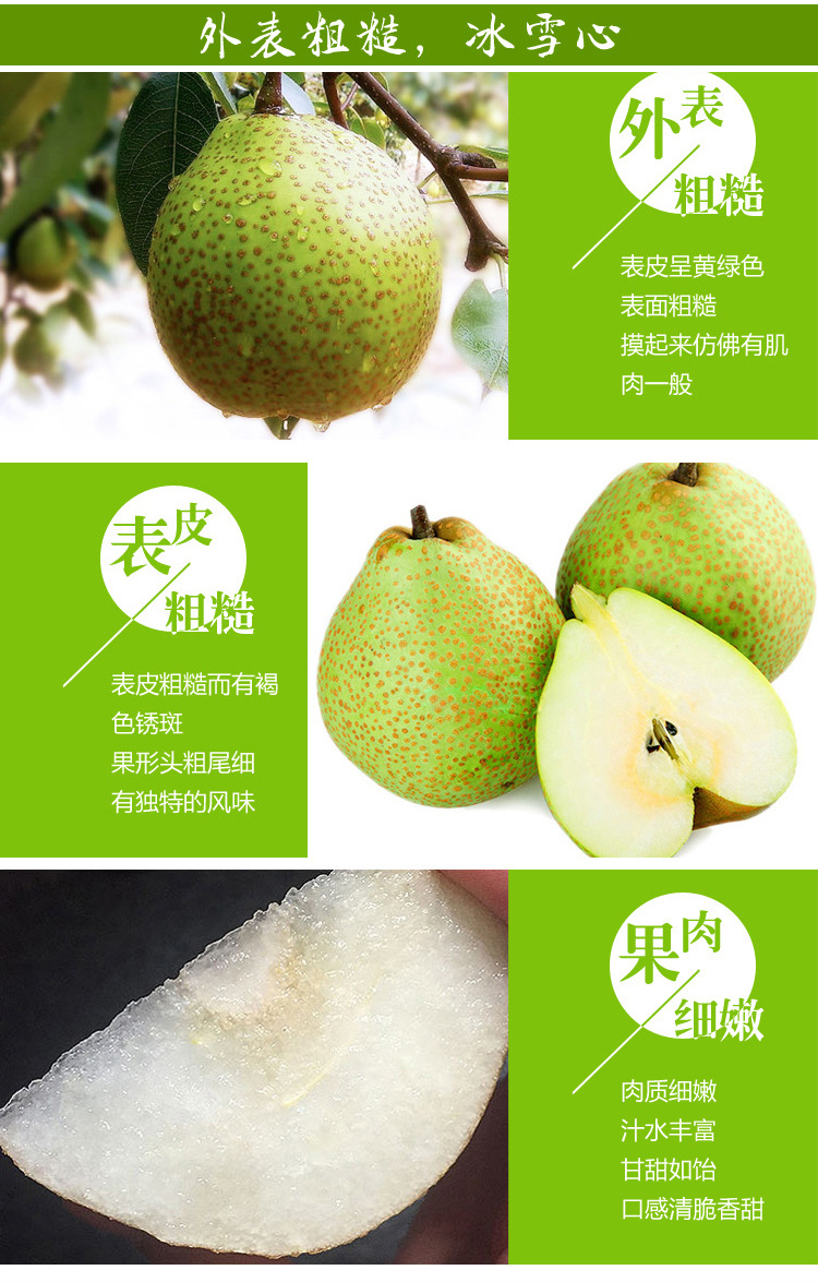 绿色新鲜水果梨子山东特产烟台莱阳梨正宗茌梨特级5斤包邮特惠