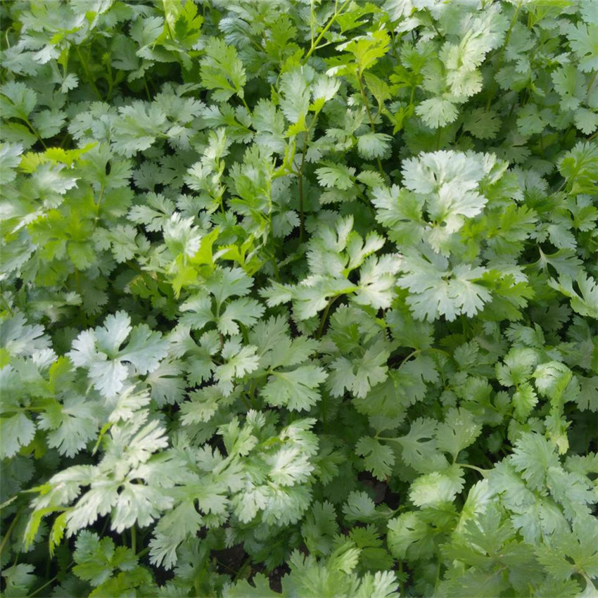 大叶澳洲四季香菜批发