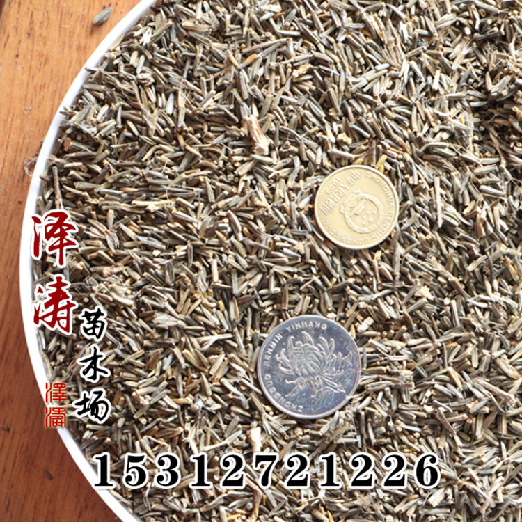 批发蛇鞭菊种子 销售草花绿化种子 蛇鞭菊种子价格从优 花海定制