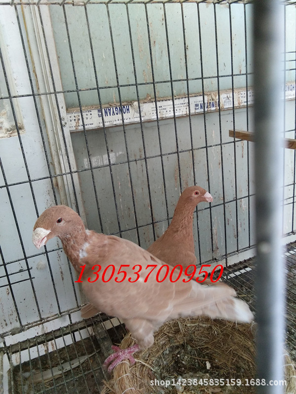 墨环鸽子图片单头乌鸽的市场价格 山东观赏鸽养殖场简约毛巾圈无接缝