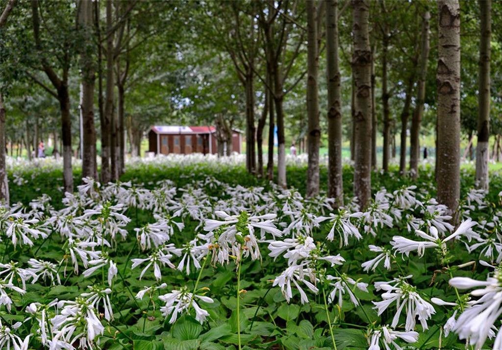 自产自销 白玉簪 金边玉簪 大小规格 可送货上门栽植 开发票