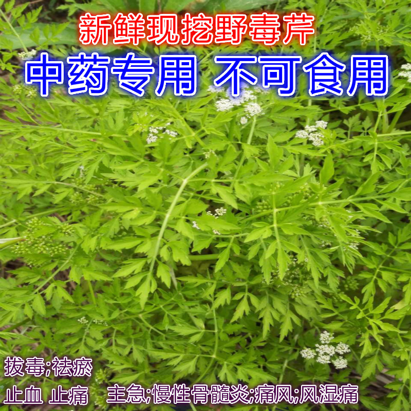 野生野芹菜 毒芹 水毒芹 毒人参白头翁芹叶钩吻斑毒芹走马芹全株