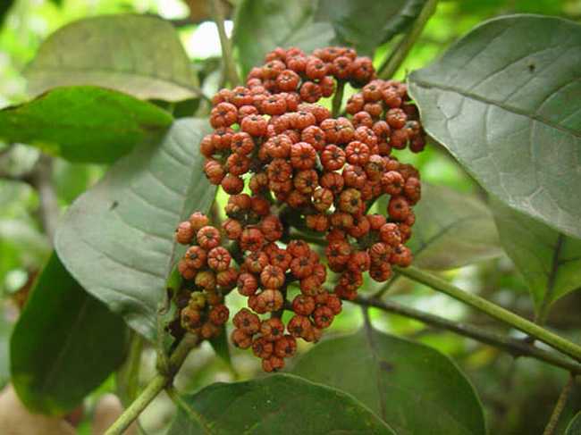 集药堂批发中药材 吴茱萸 各种规格 量大从优 一公斤起批