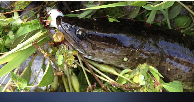 渔猎客栈雷蛙套装双钩 猎黑袖蛋袖珍虾尖嘴