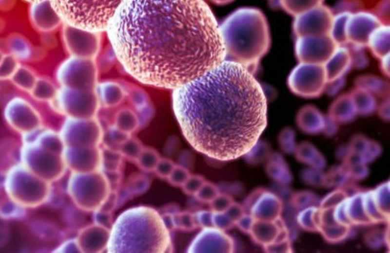 (金黄色葡萄球菌)                          (白色