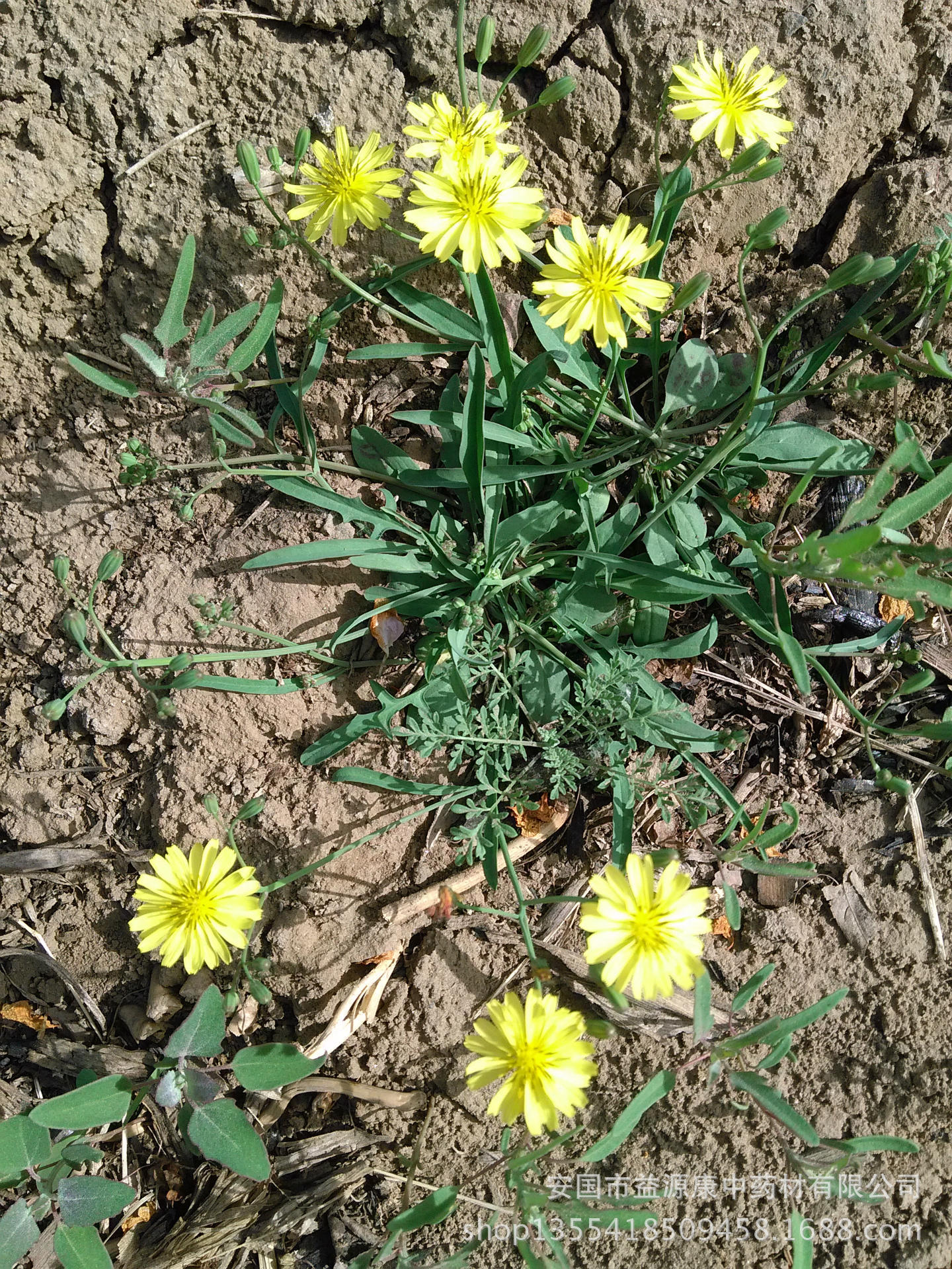 安国市益源康中药材有限公司