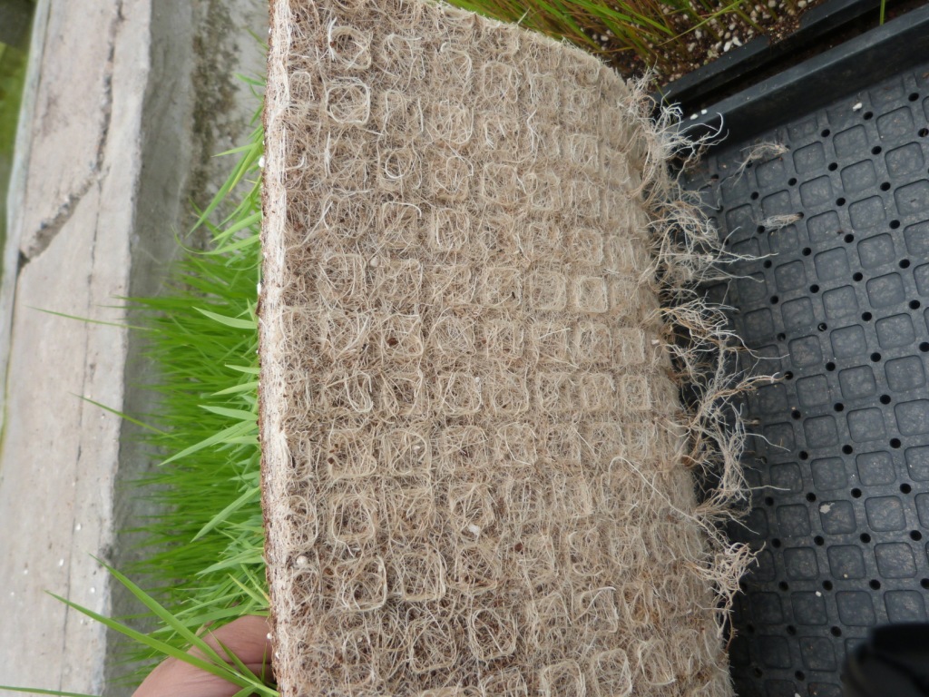 厂家批发 水稻育秧基质 水稻育苗营养土 水稻栽培基质