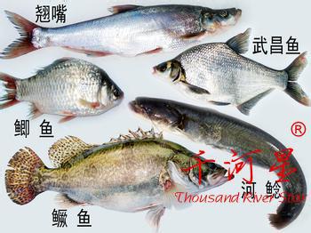 千河星生态天然水鳖 甲鱼团鱼王八九龙湖贡鱼生鲜福建三明清流溪
