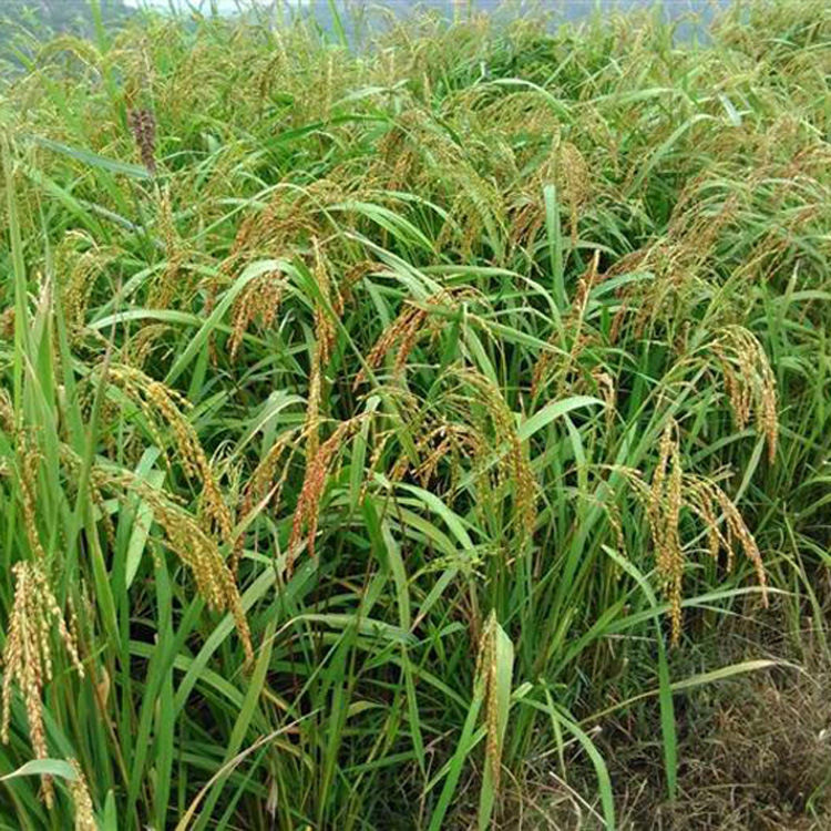 旱稻种子 郑旱9号 旱地平原山地丘陵播种稻谷水稻籽点播直播早稻