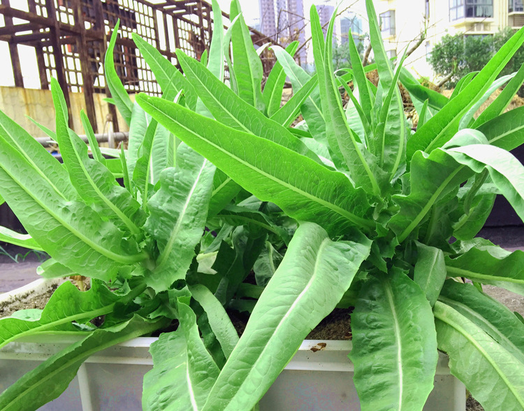 大鹏大油麦菜苗 厂家直销高产量农作物种子蔬菜种子无公害 批.