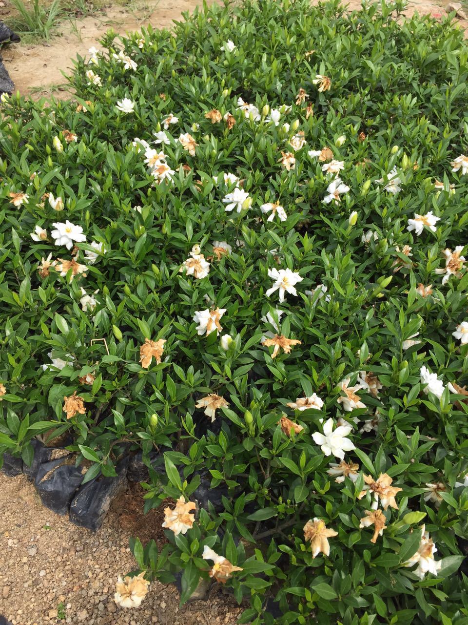 小叶枙子直销 绿化植无小叶枙子 基地直销精选 小叶栀子