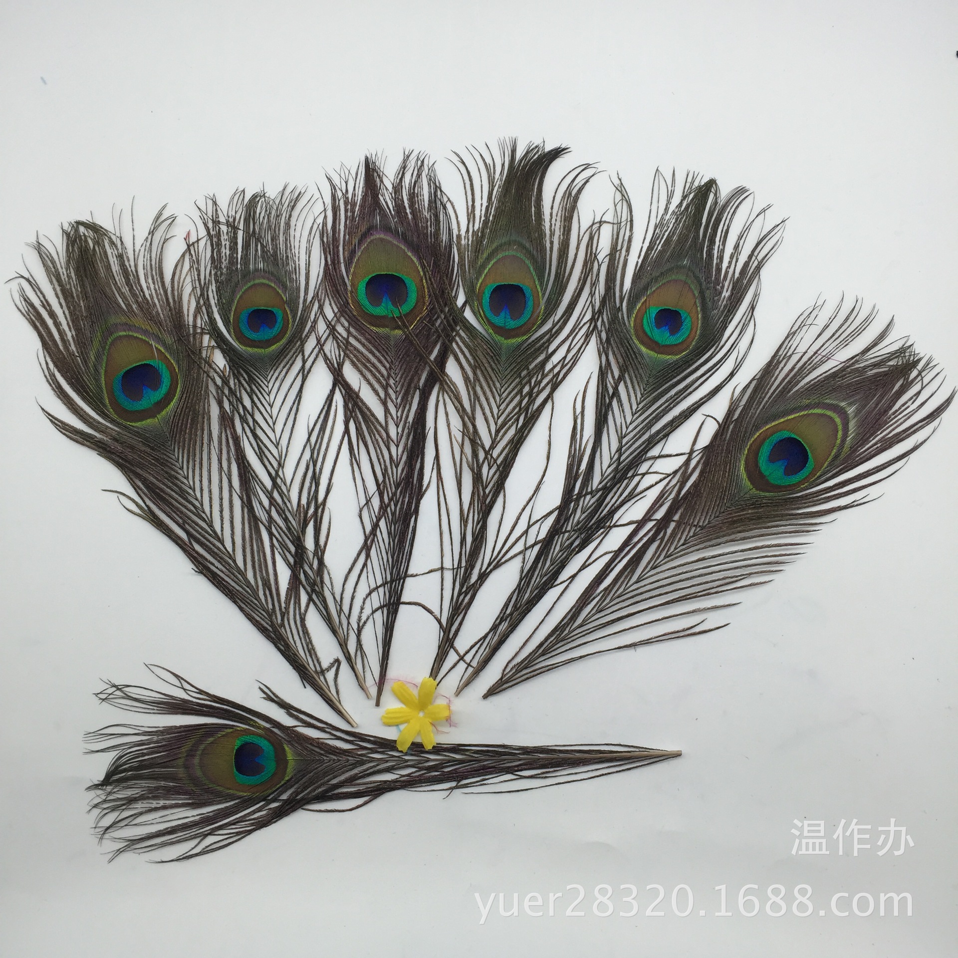 现货供应25-30cm天然孔雀毛 diy饰品羽毛配件 家居花瓶装饰10根