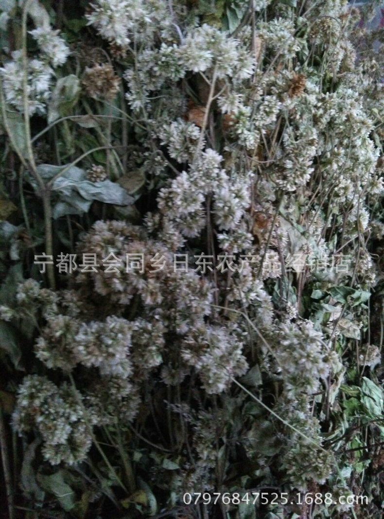 批发正品无硫无杂植物原药材六月雪 清热利湿消肿草药材六月雪 - 苗木