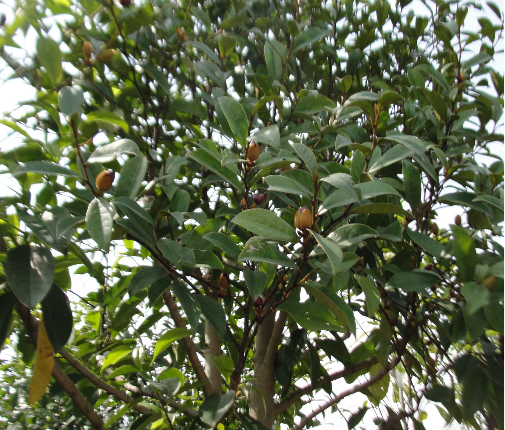 【绿之谊】供应 乐昌含笑 含笑树苗 规格齐全量大优惠