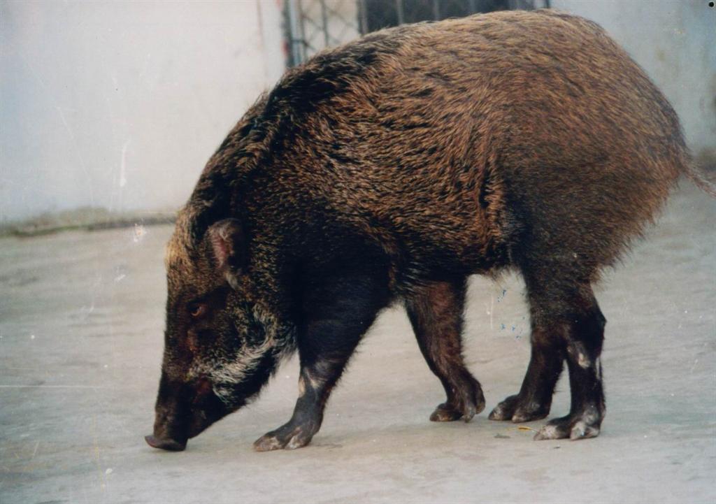 鬃毛胡子刷 头发梳刷 天然野猪鬃毛剃胡须