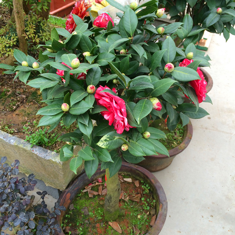 批发高干茶花名品茶花贝拉玫瑰紫贝拉树桩茶花