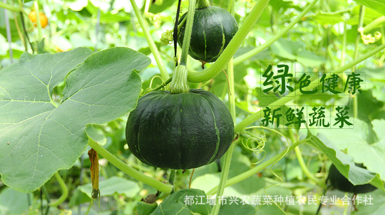 青南瓜 新鲜绿皮南瓜 自然熟蔬菜 健康蔬菜