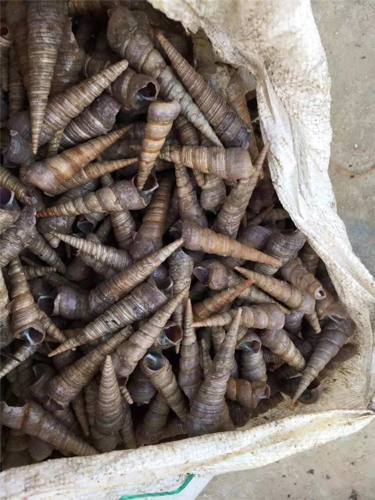 全国供应鲜活海鲜水产贝类批发 钉螺 海锥 海螺丝