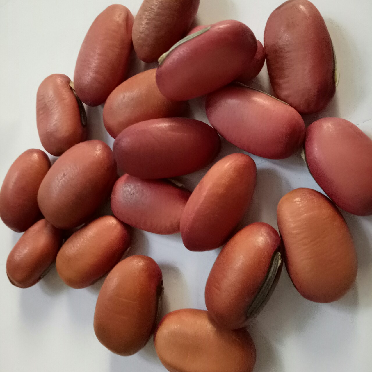 安国相臣冷背药材行 经营优质正品红刀豆批发零售