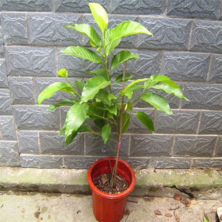 基地批发白兰花树苗黄角兰小苗别墅庭院绿植南方北方种植当年开花