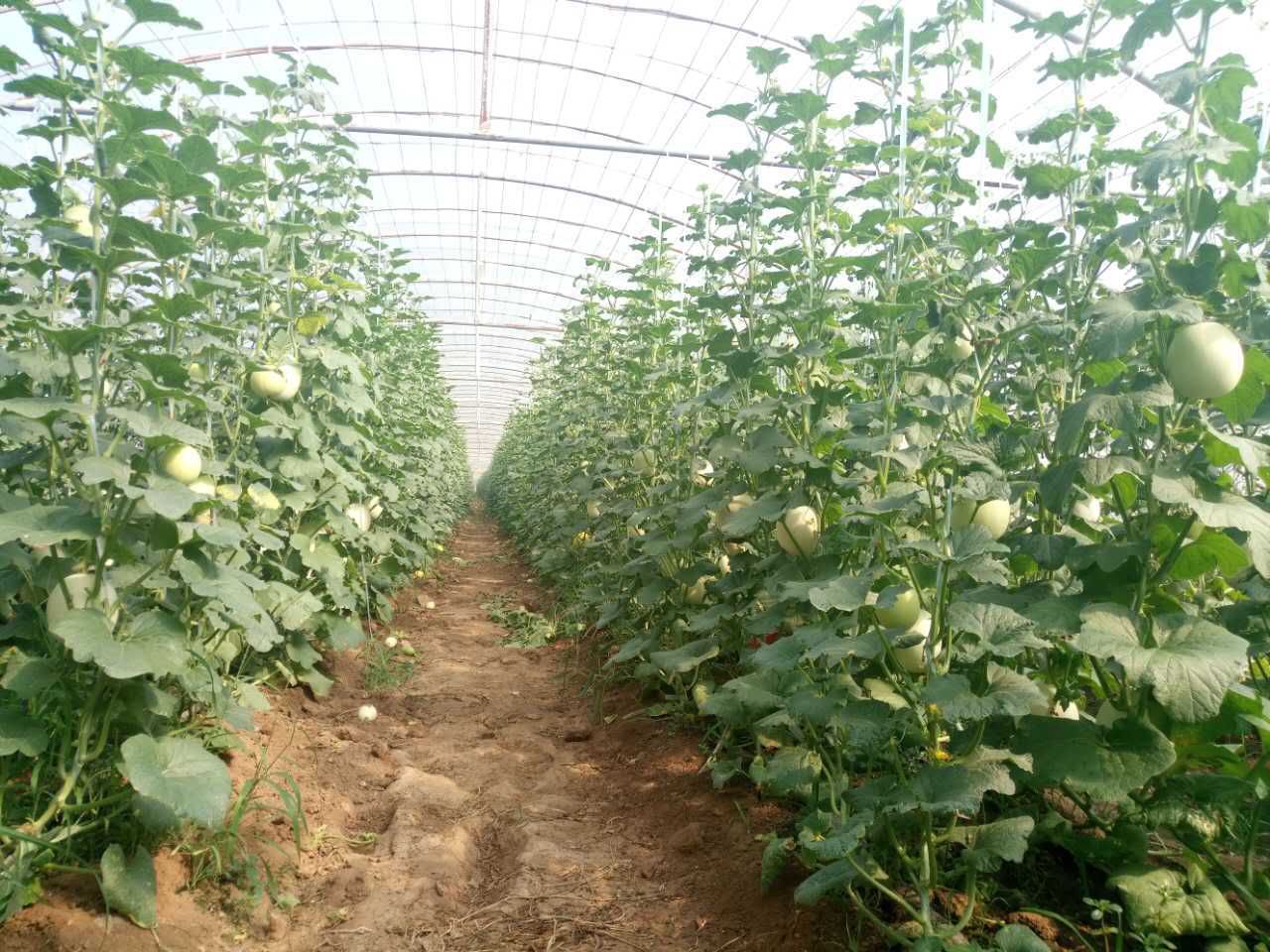 【脆梨甜瓜批发】 产地直销 新鲜水果批发 汁多肉甜 现摘现卖