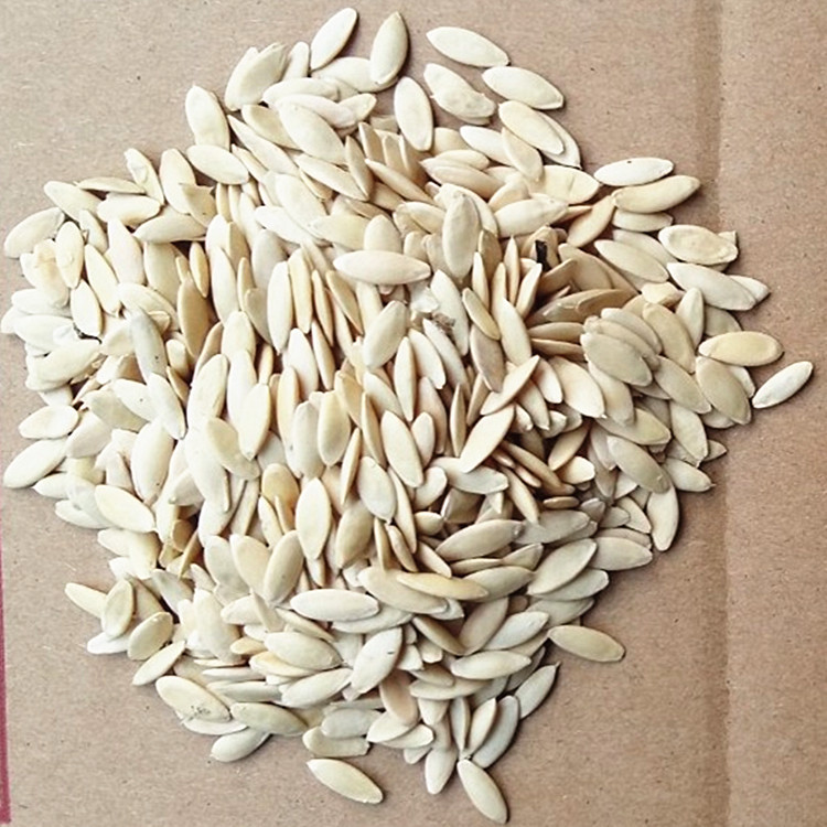 散装黄瓜种子批发黄瓜籽补钙接骨促生长旱黄瓜种子非黄瓜籽粉包邮