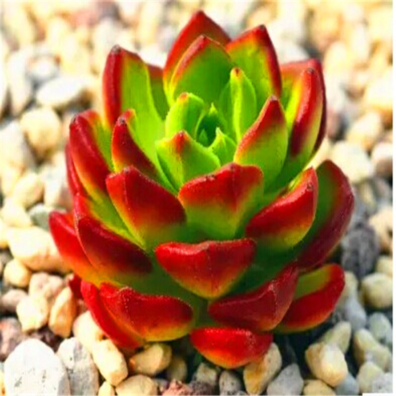 韩国进口多肉植物蒂亚老桩绿焰办公室内小盆景肉肉盆栽花卉