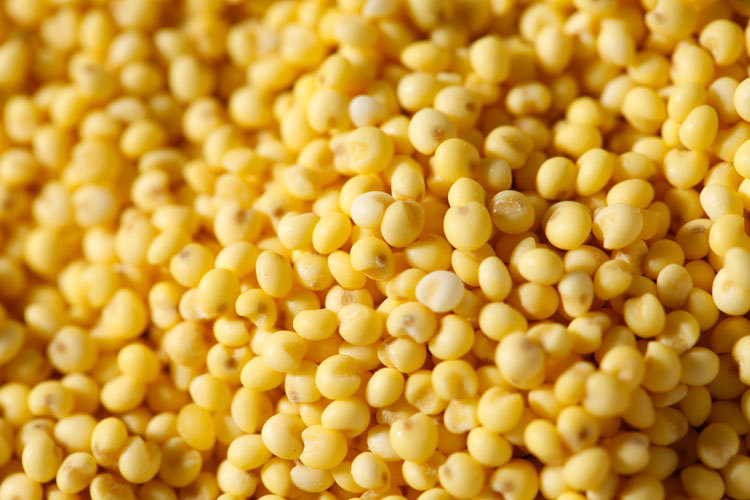 【有机大黄米】农道 大黄米 520克 内蒙古大黄米 真空包.